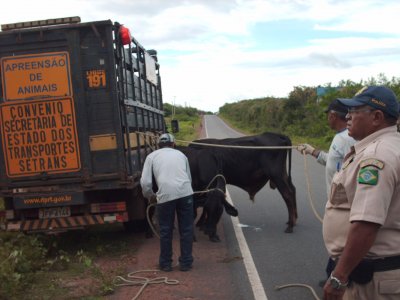 Apreenso de Animais nas Rodovias que cortam o estado do Piau