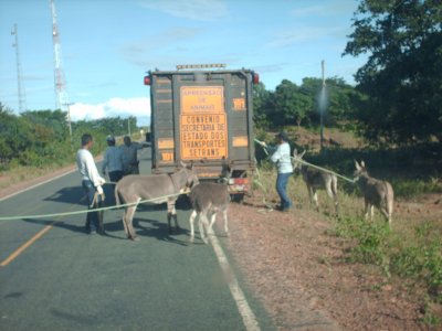Apreenso de animais nas rodovias estaduais